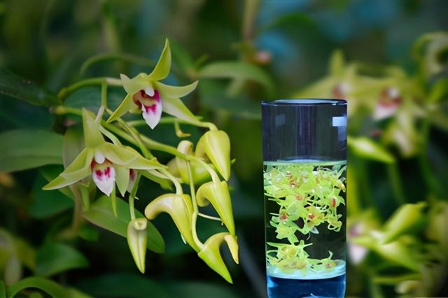 铁皮枫斗的功效，铁皮枫斗的功效与作用（<枫斗>怎么样食用）