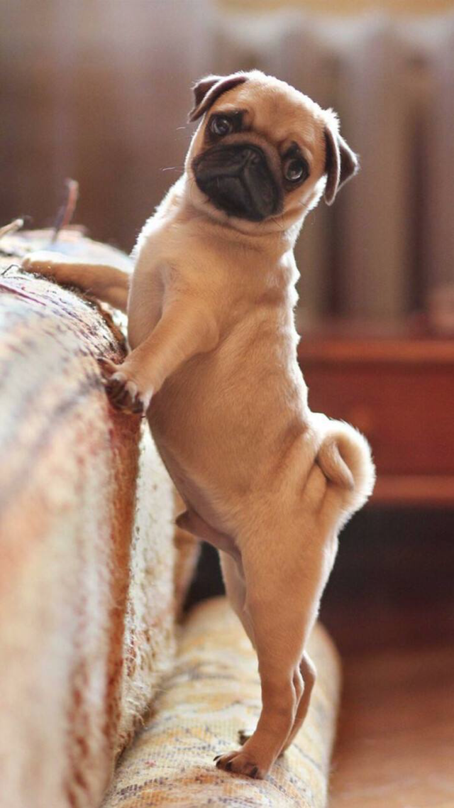 狗成语（狗狗成语），与犬相关的褒义成语集合（狗的成语及解释）