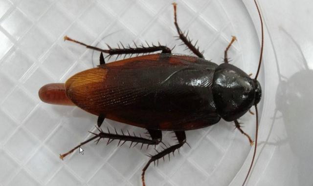 南方蟑螂有多大，南方的蟑螂有多大（为何北方人很怕南方的蟑螂）