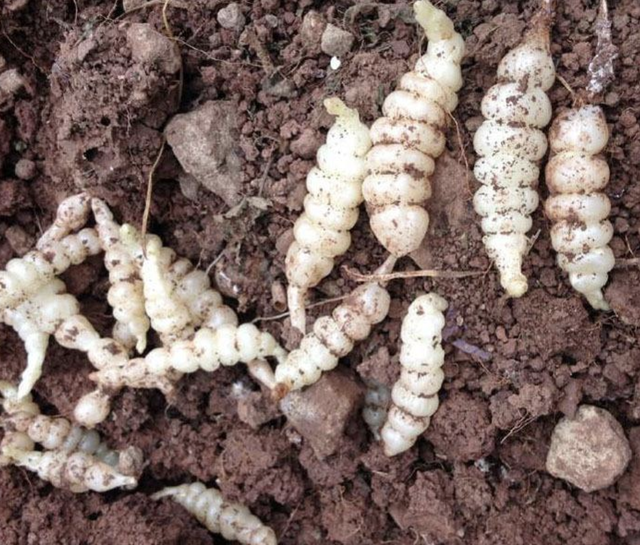 甘露子（干禄字书），殊不知是“甘露子”（干禄字书序）