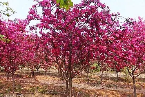 白兰地海棠的养殖方法，白兰地海棠～一种让人惊艳的海棠花