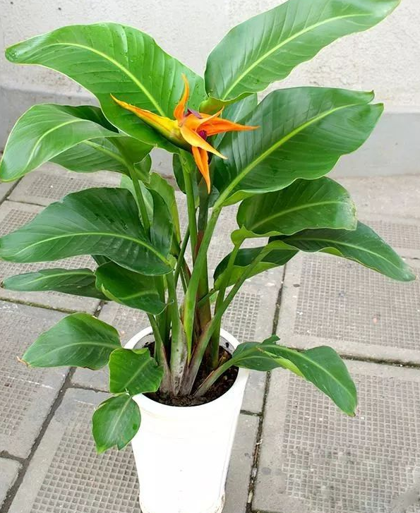 盆栽天堂鸟,新晋网红植物天堂鸟 - 玉三网