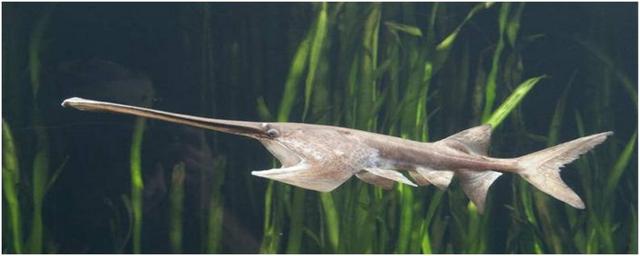 湄公河在我国境内的名称是什么，湄公河在哪里（你真的了解湄公河吗）