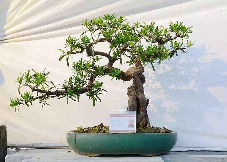 幼苗罗汉松造型设计图罗汉松如何养(原生罗汉松树怎么做成盆景)-娱宸