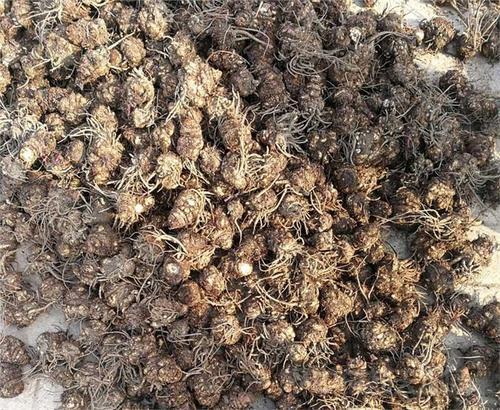 本草图经作者是谁，《本草图经》的作者（芎藭 蘼蕪 藁本）