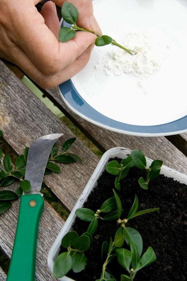 种子怎么用生根粉发芽，种子刚发芽可以用生根粉吗（灌根、移栽和扦插效果好）