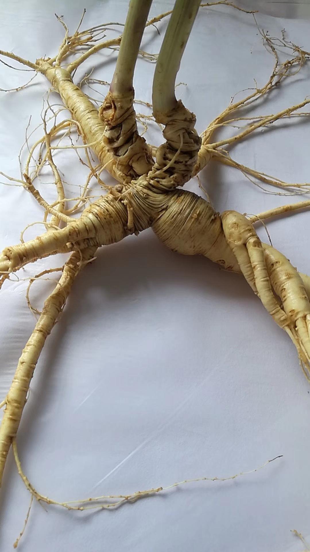 人参几年长一个芦头(你不知道的人参芦头奥秘(四)长白山刚挖出一颗