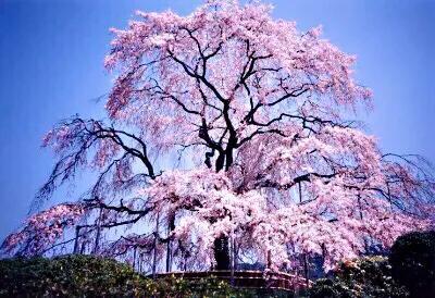 樱花是什么颜色，樱花有哪些品种和颜色（早樱、晚樱、垂枝樱、云南樱简介）