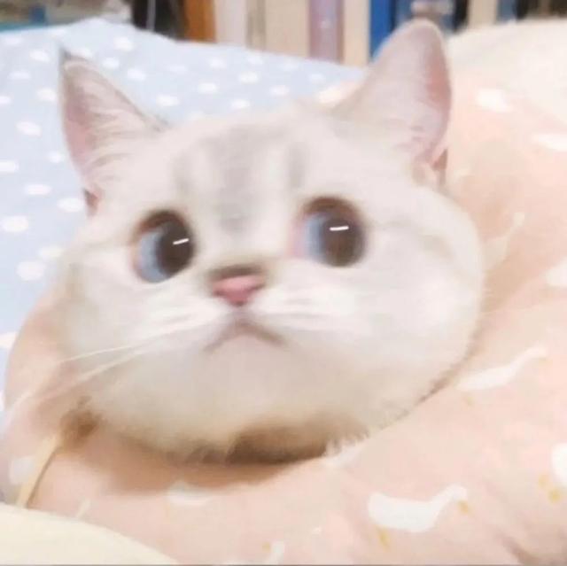 神仙ins仙女闺蜜头像，ins.仙女味闺蜜头像/如果老了怎么办，广场舞看起来好难微信（来看看好看的闺蜜头像）