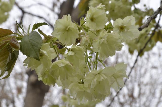 粉色樱花的花语是什么，红色樱花的花语是什么（惊喜！庄里的绿樱开花了）