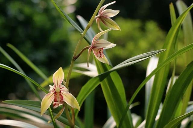 四季兰的正确养殖方法，四季兰的正确养殖方法图片（养好几盆四季兰都被我上盆养死了）