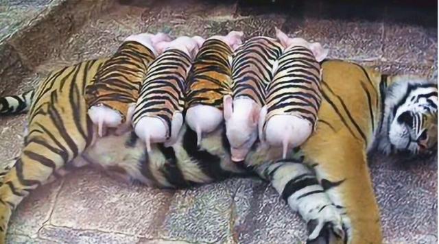 彪真实存在吗，彪到底是什么（东北人常说“你是不是彪”）