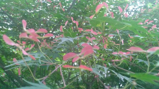 鸡爪槭，鸡爪槭果实长上翅膀（鸡爪槭树价格）