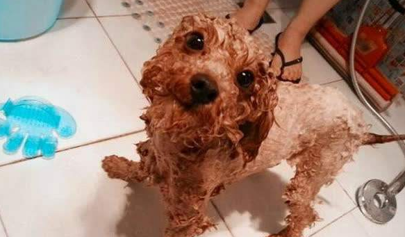 贵宾犬泰迪装的修剪，贵宾犬泰迪装的修剪论文（自己动手帮泰迪犬美容的5个步骤）