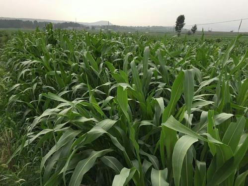 墨西哥玉米草缺点，适合山东种植的高产牧草（墨西哥玉米草的优势）