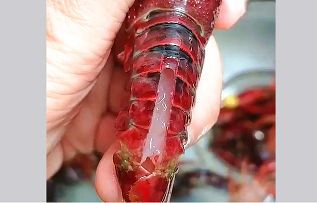 洗龙虾怎么洗得干净又快速度，如何洗大龙虾又快又干净（大厨教你清洗小龙虾）