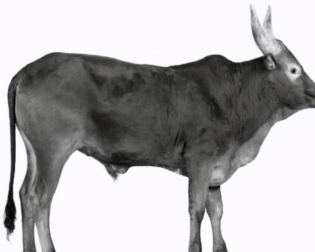 尾巴怎么读，polya尾巴怎么读（一年级《6比尾巴》教师笔记）