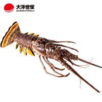 虾有多少品种，淡水虾有哪些品种（虾类双11购买攻略富山虾）