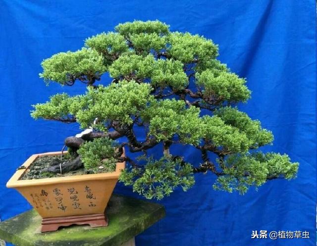 墓地绿化树苗有哪几种,松柏树能治疗白头发吗(养了十五年的真柏树盆景