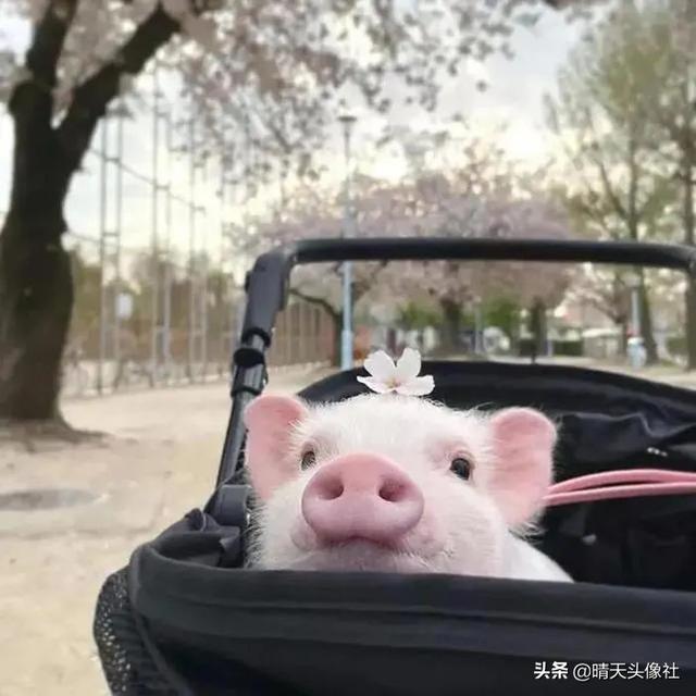 可爱的小头像微信，可爱的小头像（可爱微信头像 ， 文末有惊喜）