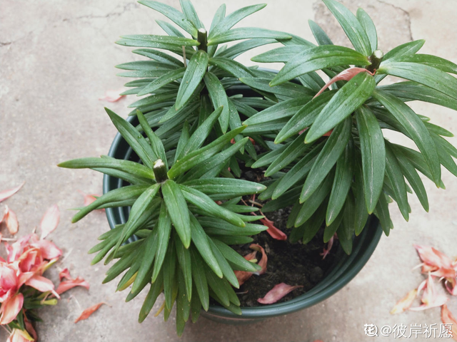 亚洲百合种植方法，耗时两个月的百合种植日记