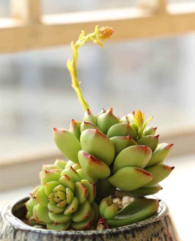 香皂花是什么材质做的，肥皂花是什么材料的（最适合懒人养的花）