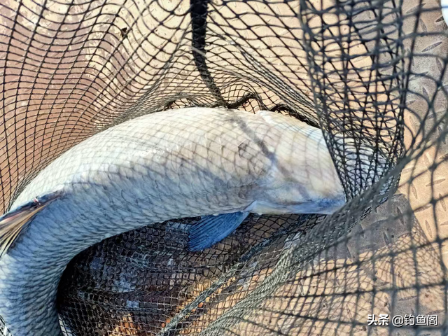 钓鱼李大毛哪里人，李大毛最近在哪里钓鱼（李大毛、化绍新笑而不语）