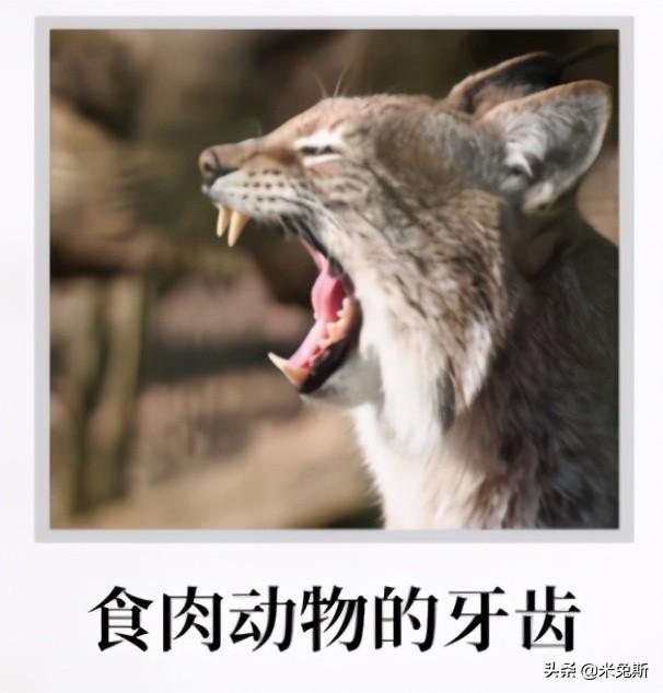 牙齿的种类有哪些，牙齿有哪些分类（带你了解人类牙齿的进化史）