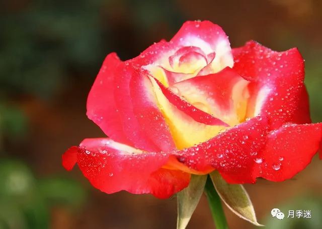 月季花品种，十大经典品种（凭一己之力撑起了整个花园的颜值）