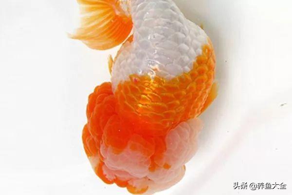 金鱼都有什么品种，金鱼有多少种品种（高颜值金鱼，养金鱼就选这些）