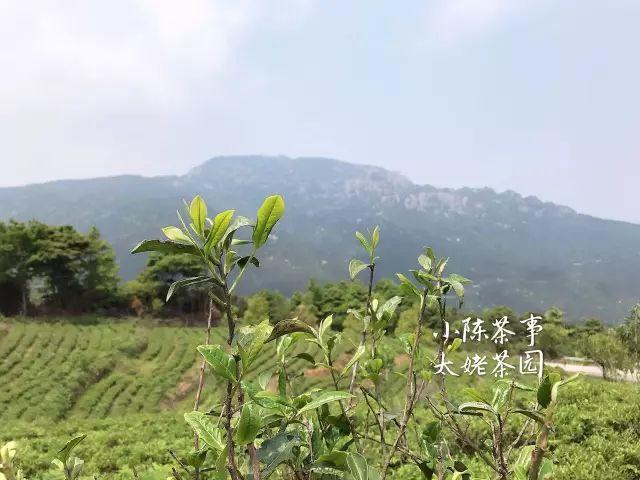 白牡丹茶怎么泡，白牡丹是什么茶（白茶春牡丹和秋牡丹）