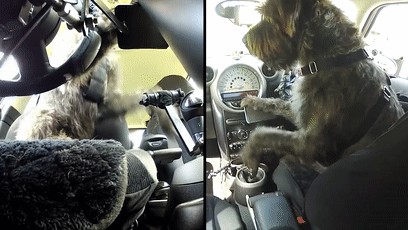 我的世界狗怎么驯服，网友教自家狗子玩《我的世界》