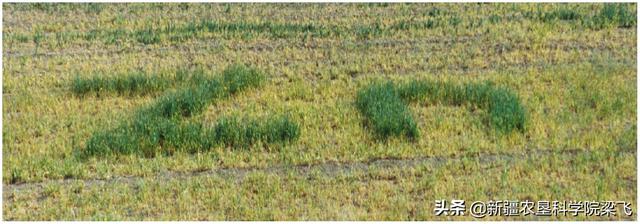 硫酸锌化学式，硫酸铁化学式怎么写出来的（滴灌玉米如何科学补充锌）