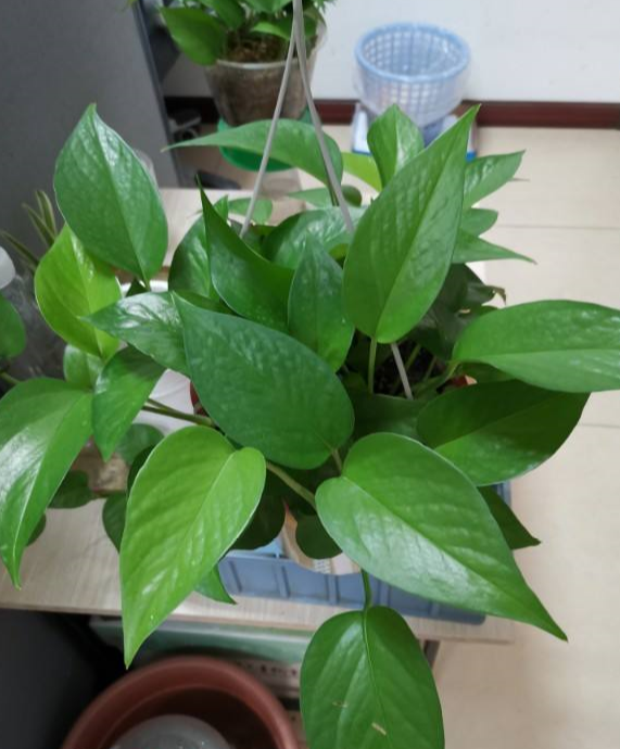 绿萝冬天怎么浇水，绿萝冬天怎么养（再冷也能绿到晃眼）