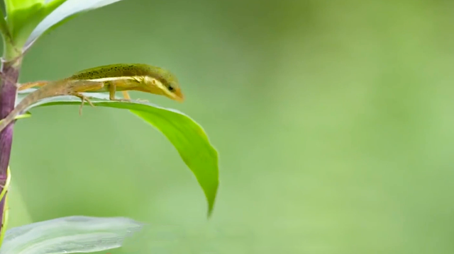 蜥蜴人为什么怕中国，蜥蜴人对华夏文明的巨大影响（农村中的蜥蜴越来越少）