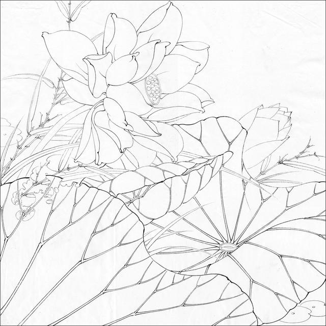 工笔荷花白描，高清工笔荷花白描 110幅