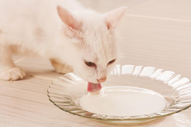 给猫吃的肉千万不要煮，▏这些食物千万不要给猫咪吃