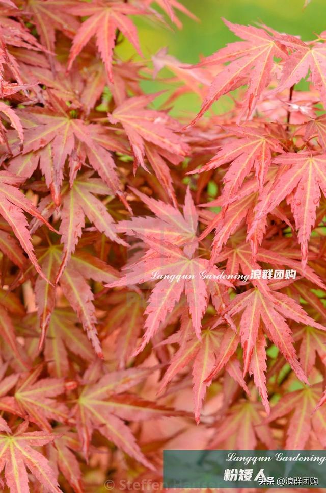 什么样的枫树填空。，什么的枫树填空词语二年级（增添了花园四季色彩之美）
