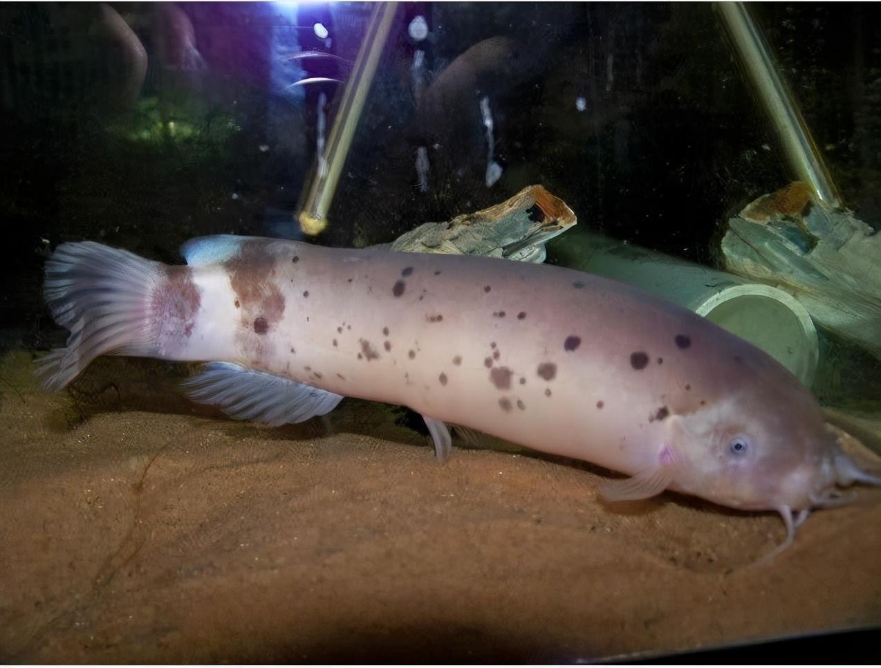 四,16带弱电的象鼻鱼,会放电的非洲电鲶