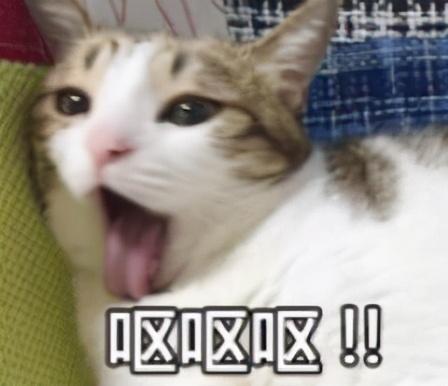 猫为什么总是吐舌头，猫一直吐舌头是生病了吗，猫为什么总是吐舌头（猫咪频繁吐舌头不是卖萌）