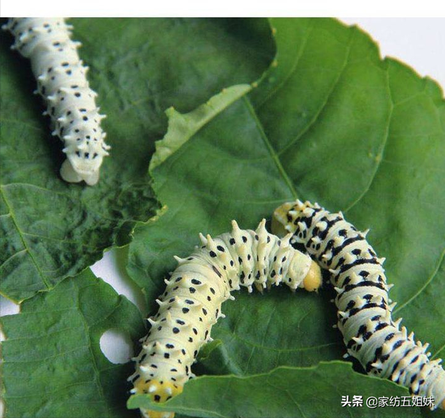 丝绸和真丝的区别，丝绸和真丝有什么区别（桑蚕丝和真丝到底有什么区别）