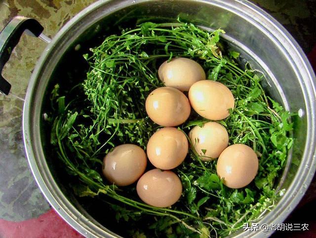 三月三吃鸡蛋是什么节，三月三吃鸡蛋啥意思（究竟为啥要用荠菜煮鸡蛋）
