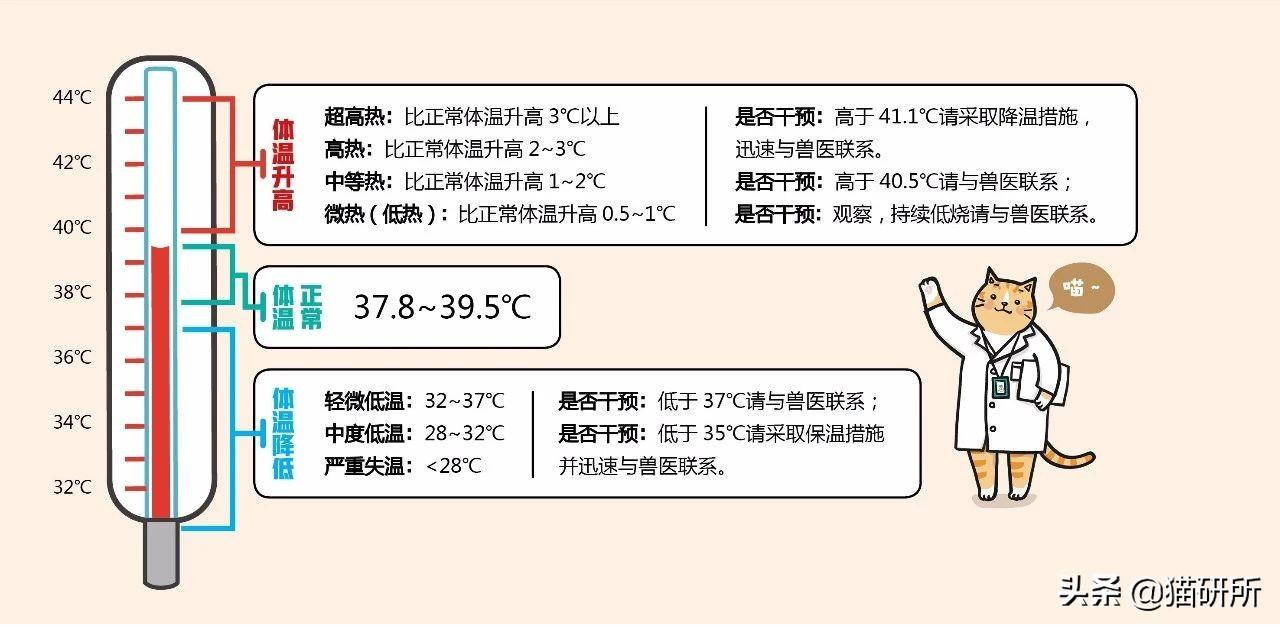 猫正常体温(猫咪发烧摸哪个部位最明显)