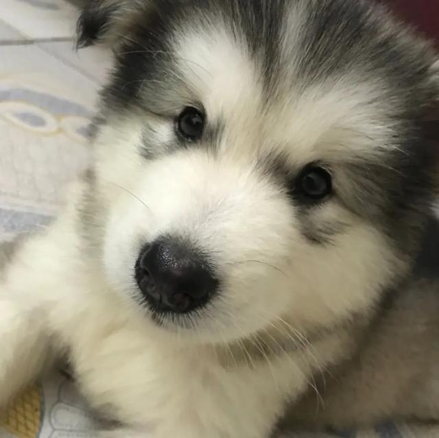 金毛犬，6种狗狗小时候和长大的对比（金毛犬的优缺点及性格）