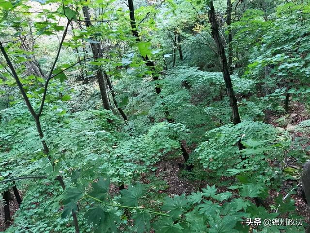 枫叶的特点，最佳观赏期还要等一等……（枫叶长什么样子）