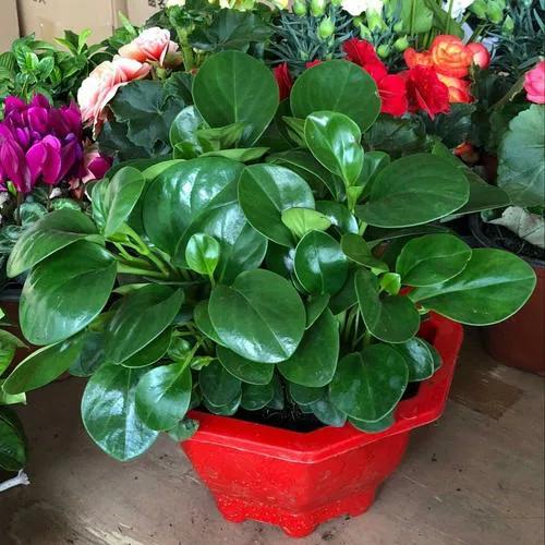 鸳鸯茉莉的养殖方法和注意事项，鸳鸯茉莉叶子发黄老是掉叶子（掌握正确养殖方法）