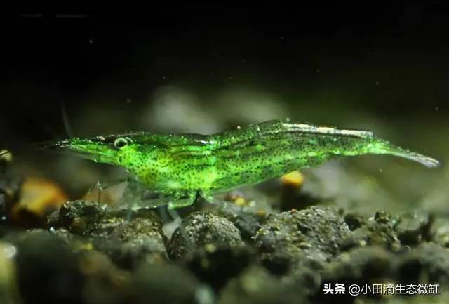 虾的种类有哪些，河里的虾的种类有哪些（适合新手饲养的宠物虾及小型观赏虾详情）