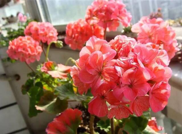 天竺葵的养殖方法，万岁玫瑰天竺葵的养殖方法（从10月开花到来年6月份）