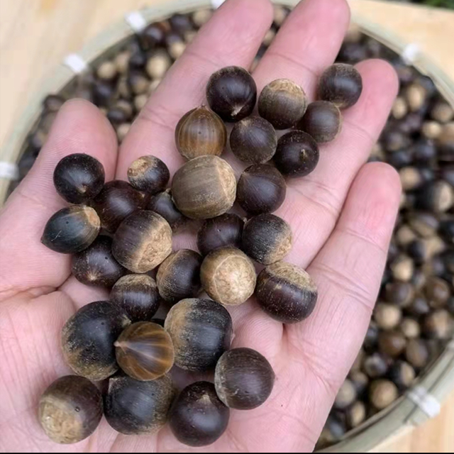 澳洲坚果，已有3000多年历史（澳洲坚果多少钱一斤）