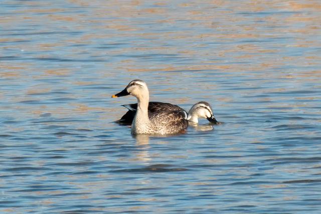 野鸭的种类有哪些，野鸭子有哪几种（TA就是野鸭中最靓的仔）